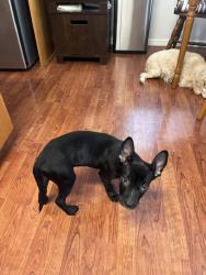 Found/Stray Female Dog last seen 212th street & Royal Blvd., Torrance, CA 90501