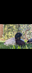 Lost Male Bird last seen St Andrews View, Chaddesden, England 
