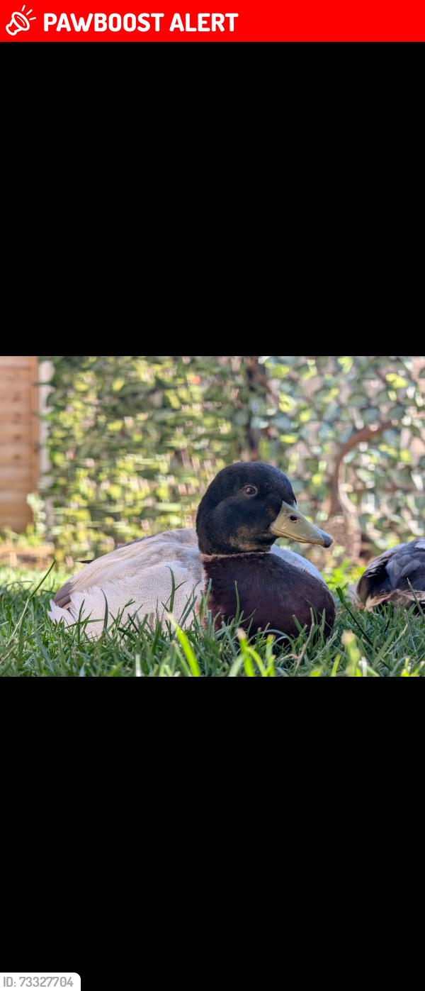 Lost Male Bird last seen St Andrews View, Chaddesden, England 
