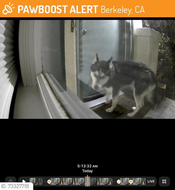 Found/Stray Unknown Dog last seen Carleton street and Mathews Street, Berkeley, CA 94702