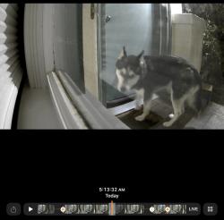 Found/Stray Unknown Dog last seen Carleton street and Mathews Street, Berkeley, CA 94702