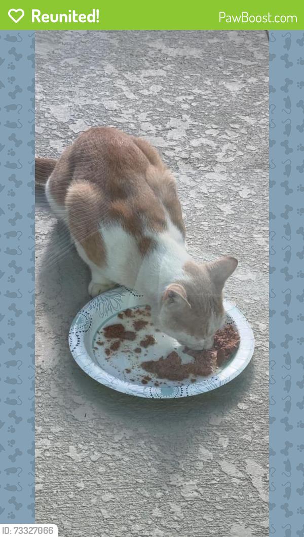 Reunited Unknown Cat last seen Near Trinity Wy, Kissimmee, FL 34746, USA, Kissimmee, FL 34746