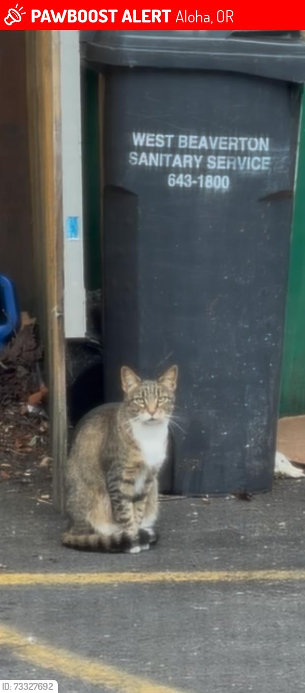 Lost Female Cat last seen SW Lisa Drive and SW 194th Court, Aloha, OR 97006