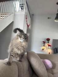 Reunited Male Cat last seen Arthur St, Hollywood, FL 33020