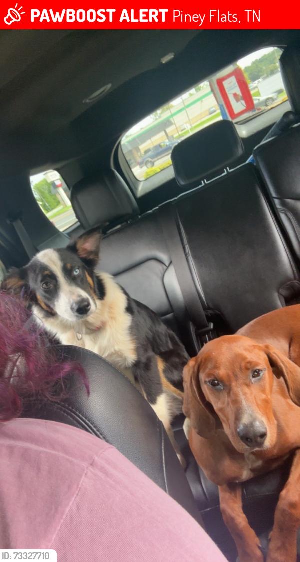 Lost Female Dog last seen Robinettes, Piney Flats, TN 37686