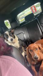 Lost Female Dog last seen Robinettes, Piney Flats, TN 37686