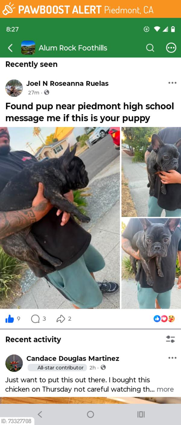 Found/Stray Unknown Dog last seen Piedmont high School, Piedmont, CA 94611
