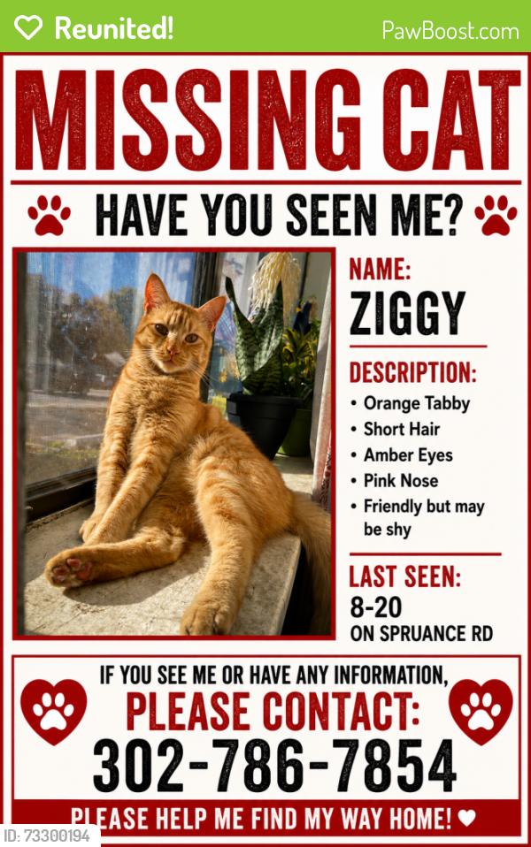 Reunited Male Cat last seen White oak, Dover, DE 19901
