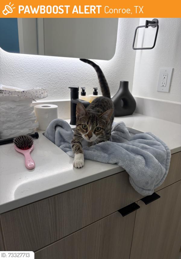 Found/Stray Unknown Cat last seen Im not sure, Conroe, TX 77301
