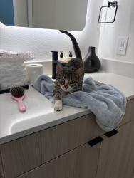 Found/Stray Unknown Cat last seen Im not sure, Conroe, TX 77301