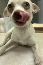 Shelter Stray Female Dog last seen Lada Avenue and Road 28, Madera County, CA, 205 Tozer St, Madera, CA 93638, USA