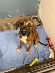 Shelter Stray Female Dog last seen Near BLK OLIVE, District 3 - East Cleburne, TX, 2375 Service Dr, Cleburne, TX 76033, USA