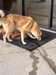 Reunited Female Dog last seen Near Yancey Rd, Charlotte, NC 28217, USA, Charlotte, NC 28217