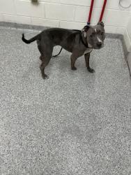 Shelter Stray Female Dog last seen Near Sand Stone, Knox County ASO, TN, 3201 Division St, Knoxville, TN 37919, USA