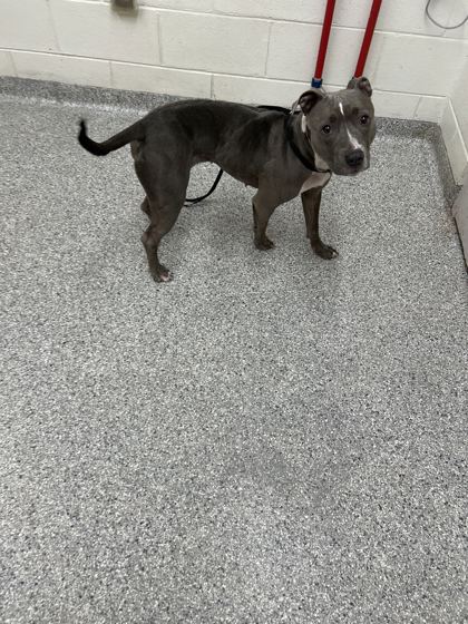 Shelter Stray Female Dog last seen Near Sand Stone, Knox County ASO, TN, 3201 Division St, Knoxville, TN 37919, USA