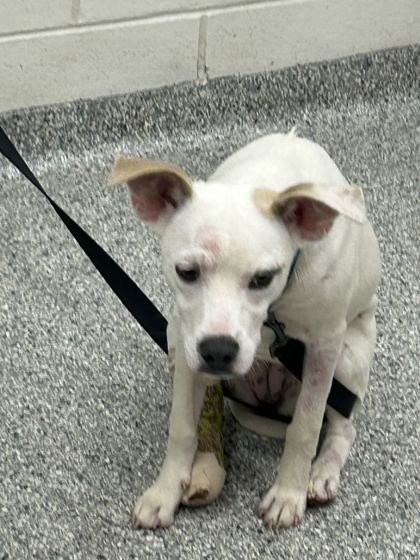 Shelter Stray Female Dog last seen Near River Dr, City of Knoxville ASO, TN, 3201 Division St, Knoxville, TN 37919, USA