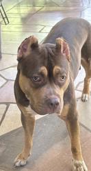 Shelter Stray Female Dog last seen Near Sunset Rd W, City of Knoxville ASO, TN, 3201 Division St, Knoxville, TN 37919, USA
