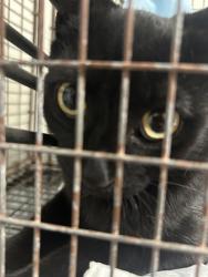 Shelter Stray Female Cat last seen Near River Dr, City of Knoxville ASO, TN, 3201 Division St, Knoxville, TN 37919, USA