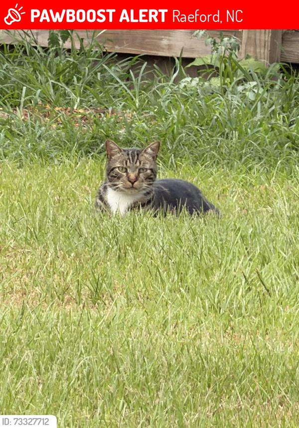 Lost Male Cat last seen Townsend Rd & Rockfish Rd, Raeford, NC 28376