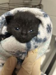 Shelter Stray Male Cat last seen Near River Dr, City of Knoxville ASO, TN, 3201 Division St, Knoxville, TN 37919, USA