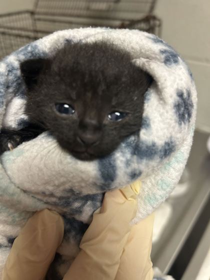 Shelter Stray Male Cat last seen Near River Dr, City of Knoxville ASO, TN, 3201 Division St, Knoxville, TN 37919, USA