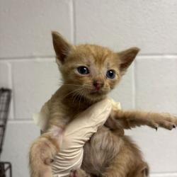 Shelter Stray Male Cat last seen Near Bishop St, City of Knoxville GP, TN, 3201 Division St, Knoxville, TN 37919, USA