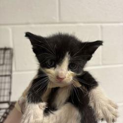 Shelter Stray Female Cat last seen Near Bishop St, City of Knoxville GP, TN, 3201 Division St, Knoxville, TN 37919, USA