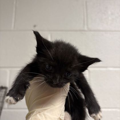 Shelter Stray Female Cat last seen Near Bishop St, City of Knoxville GP, TN, 3201 Division St, Knoxville, TN 37919, USA