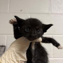 Shelter Stray Male Cat last seen Near Bishop St, City of Knoxville GP, TN, 3201 Division St, Knoxville, TN 37919, USA
