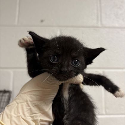 Shelter Stray Male Cat last seen Near Bishop St, City of Knoxville GP, TN, 3201 Division St, Knoxville, TN 37919, USA