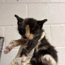 Shelter Stray Female Cat last seen Near Bishop St, City of Knoxville GP, TN, 3201 Division St, Knoxville, TN 37919, USA
