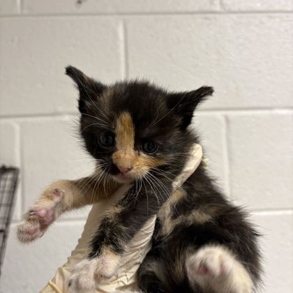 Shelter Stray Female Cat last seen Near Bishop St, City of Knoxville GP, TN, 3201 Division St, Knoxville, TN 37919, USA