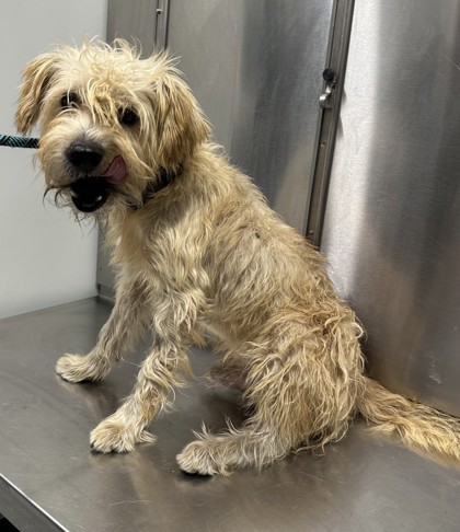 Shelter Stray Male Dog last seen Near Mission Creek, Zone 2, TX, 8755 Farm to Market 1516, Converse, TX 78109, USA