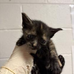 Shelter Stray Female Cat last seen Near Bishop St, City of Knoxville GP, TN, 3201 Division St, Knoxville, TN 37919, USA