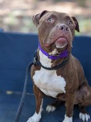 Shelter Stray Male Dog last seen Near Norwood ave, 21207, MD, 2490 Giles Rd, Baltimore, MD 21225, USA