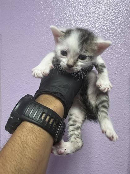 Shelter Stray Male Cat last seen Near BECKY LN, CITY of El Paso, TX, 5001 Fred Wilson Ave, El Paso, TX 79906, USA
