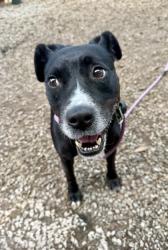 Shelter Stray Female Dog last seen Near Hanover Woods Rd Lithonia, GA 30058, 30058, GA, 3280 Chamblee Dunwoody Rd, Chamblee, GA 30341, USA