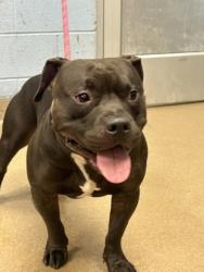 Shelter Stray Male Dog last seen Near N Indian Creek Dr 105, 30021, GA, 3280 Chamblee Dunwoody Rd, Chamblee, GA 30341, USA