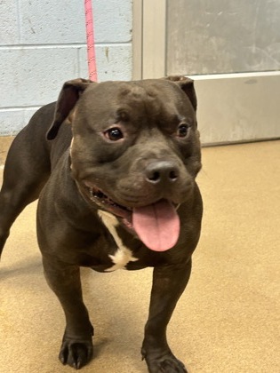 Shelter Stray Male Dog last seen Near N Indian Creek Dr 105, 30021, GA, 3280 Chamblee Dunwoody Rd, Chamblee, GA 30341, USA
