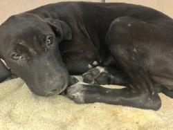 Shelter Stray Female Dog last seen Near Bowman Industrial Court, 30288, GA, 3280 Chamblee Dunwoody Rd, Chamblee, GA 30341, USA