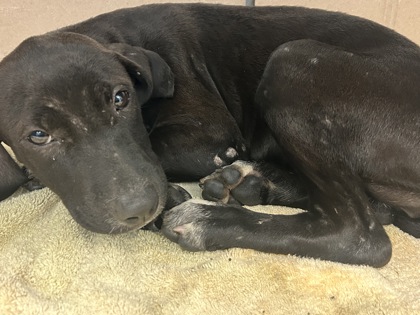 Shelter Stray Female Dog last seen Near Bowman Industrial Court, 30288, GA, 3280 Chamblee Dunwoody Rd, Chamblee, GA 30341, USA