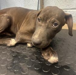 Shelter Stray Male Dog last seen Near Bowman Industrial Court, 30288, GA, 3280 Chamblee Dunwoody Rd, Chamblee, GA 30341, USA