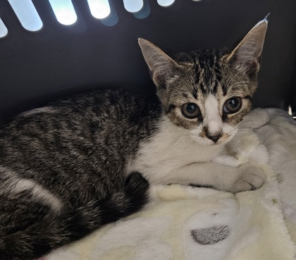 Shelter Stray Male Cat last seen Near Plaster Rd NE, Atlanta, GA 30345, 30345, GA, 3280 Chamblee Dunwoody Rd, Chamblee, GA 30341, USA