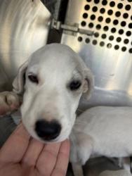 Shelter Stray Female Dog last seen Near AVE G, East District, TX, 355 Hillshire Dr, Haslet, TX 76052, USA