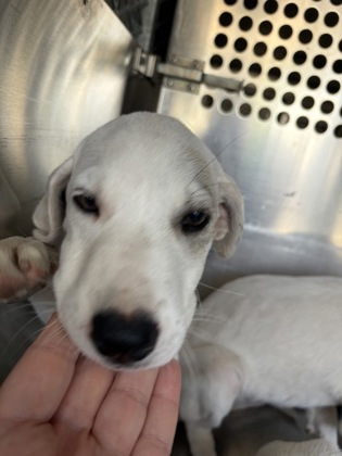 Shelter Stray Female Dog last seen Near AVE G, East District, TX, 355 Hillshire Dr, Haslet, TX 76052, USA