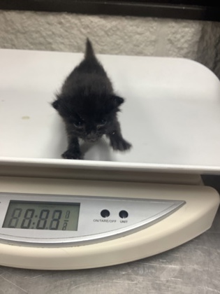 Shelter Stray Male Cat last seen Near Centreport Landing Cir, East District, TX, 355 Hillshire Dr, Haslet, TX 76052, USA