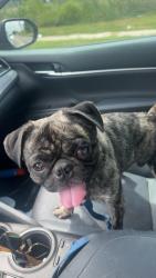 Found/Stray Female Dog last seen Palcio real drive, Houston, TX 77047