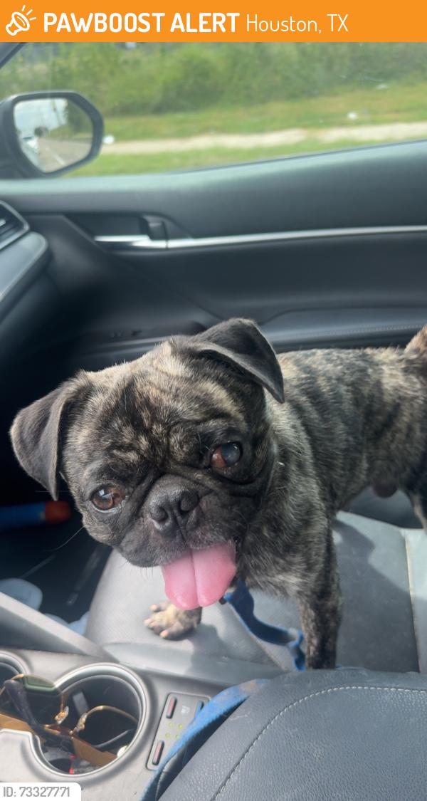 Found/Stray Female Dog last seen Palcio real drive, Houston, TX 77047