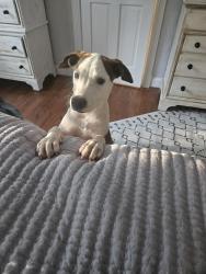 Reunited Female Dog last seen Marshall Road, Chatham County, NC 27312