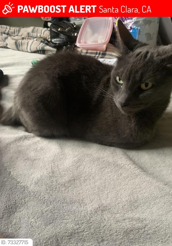 Lost Female Cat last seen Monroe Street near Wilcox high school, Santa Clara, CA 95050